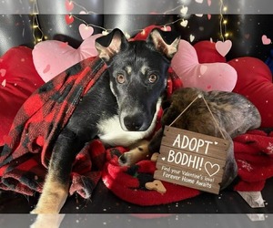 Mutt Dogs for adoption in Fenton, MO, USA