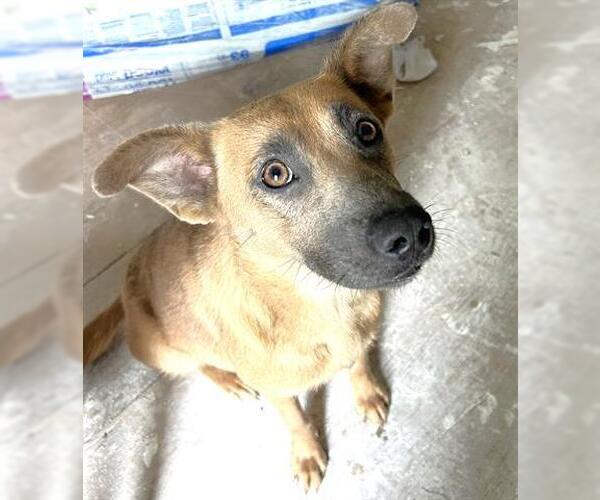 Medium Photo #1 German Shepherd Dog-Unknown Mix Puppy For Sale in Houston, TX, USA