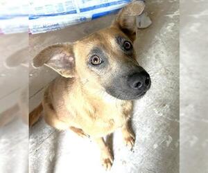 German Shepherd Dog-Unknown Mix Dogs for adoption in Houston, TX, USA