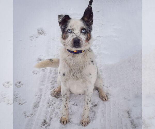 Medium Photo #4 Australian Shepherd-Unknown Mix Puppy For Sale in Huntley, IL, USA