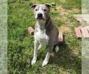 American Staffordshire Terrier Dog for Adoption in FORT WORTH, Texas USA