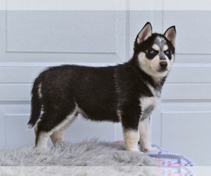 German Shepherd Dog-Siberian Husky Mix Puppy for sale in MILLERSBURG, OH, USA