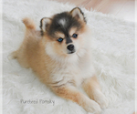 Small #2 Pomsky