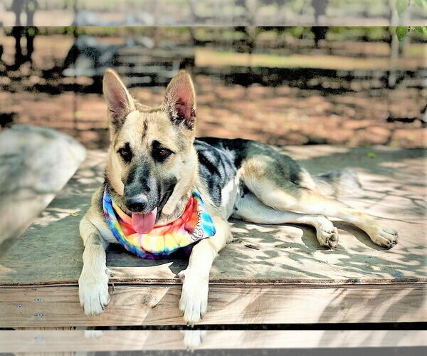 Medium Photo #3 German Shepherd Dog-Unknown Mix Puppy For Sale in Godley, TX, USA