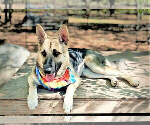Sheba - Female German Shepherd Dog-Unknown Mix Dog for Adoption - Photo #3