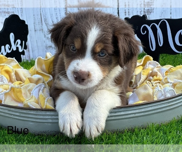 Medium Photo #1 Miniature Australian Shepherd Puppy For Sale in WILLISTON, FL, USA