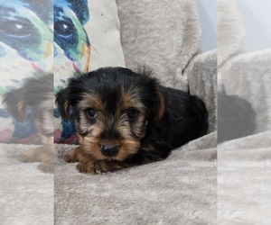 Yorkshire Terrier Puppy for sale in GRAND RAPIDS, MI, USA