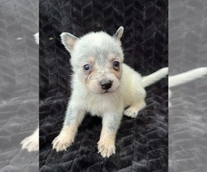 Australian Cattle Dog Puppy for sale in STATE ROAD, NC, USA