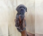 Puppy 2 Cane Corso