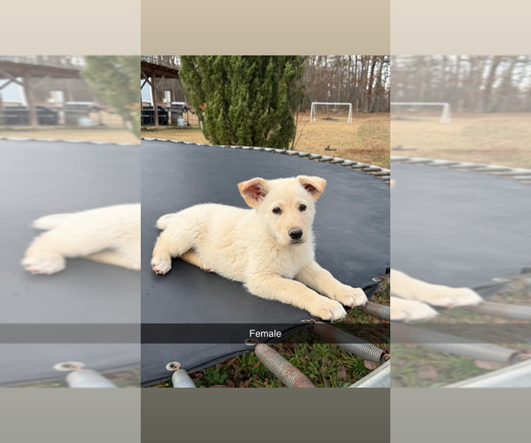 Medium Photo #3 German Shepherd Dog Puppy For Sale in SPARTANBURG, SC, USA