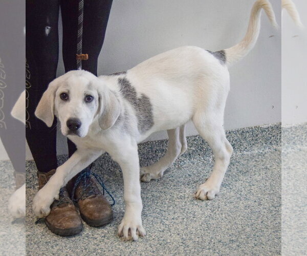 Medium Photo #2 Great Pyredane Puppy For Sale in Huntley, IL, USA