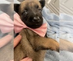 Small Photo #185 Belgian Malinois Puppy For Sale in REESEVILLE, WI, USA