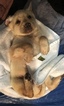 Small Photo #9 Labrador Retriever Puppy For Sale in GATES, NY, USA