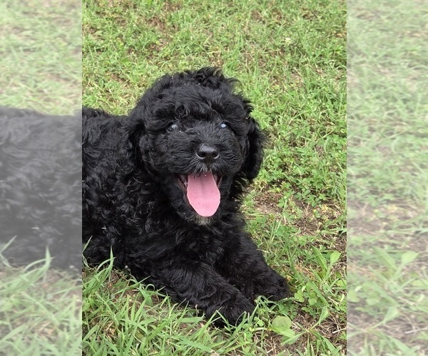 Medium Photo #3 Aussiedoodle Puppy For Sale in WILLS POINT, TX, USA
