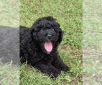 Small #2 Aussiedoodle