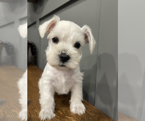 Medium Photo #1 Schnauzer (Miniature) Puppy For Sale in FAIRFIELD, CA, USA