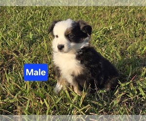 Miniature Australian Shepherd Puppy for sale in ELIZABETH CITY, NC, USA