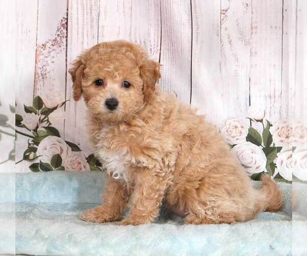 Medium Photo #1 Bichpoo Puppy For Sale in PENNS CREEK, PA, USA