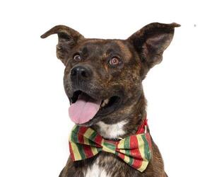 German Shepherd Dog-Unknown Mix Dogs for adoption in Santa Maria, CA, USA