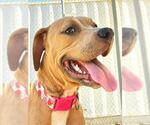 *POPPLE - Female Mutt Dog for Adoption - Small photo