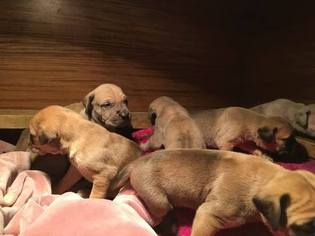 Daniff Puppy for sale in MAYNARD, MN, USA