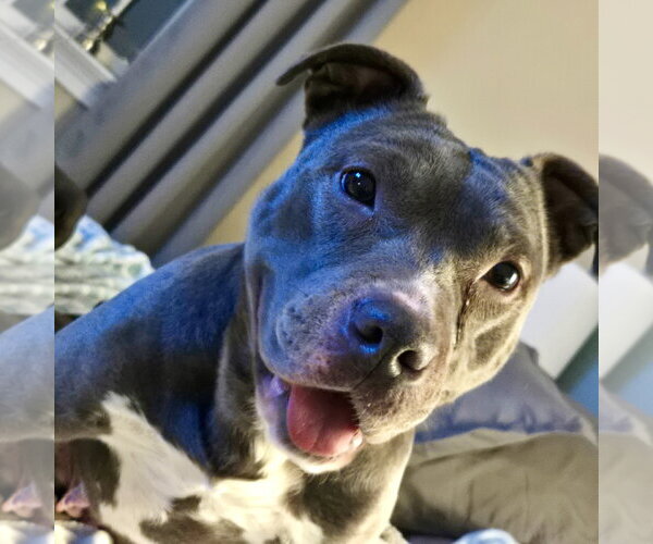 Medium Photo #16 Mutt Puppy For Sale in Mount Laurel, NJ, USA