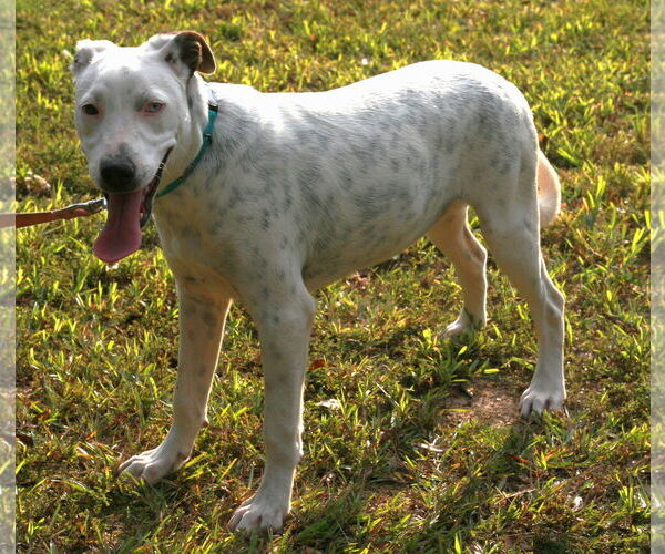 Medium Photo #7 Dalmatian-Labrador Retriever Mix Puppy For Sale in Attalka, AL, USA