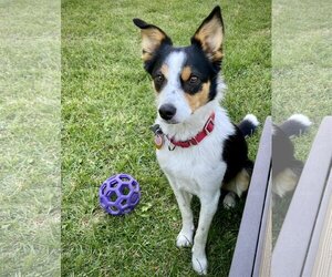 Border Collie-Rat Terrier Mix Dogs for adoption in Atlanta, GA, USA