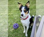 Small Photo #1 Border Collie-Rat Terrier Mix Puppy For Sale in Atlanta, GA, USA