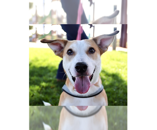 Medium Photo #1 Carolina Dog-Unknown Mix Puppy For Sale in Dana Point, CA, USA