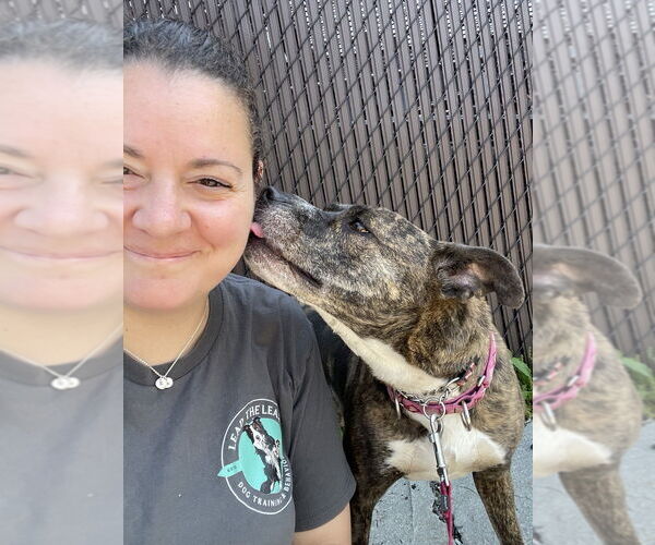 Medium Photo #4 American Staffordshire Terrier-Boxer Mix Puppy For Sale in Brewster, NY, USA