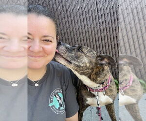 Dolly - Female American Staffordshire Terrier-Boxer Mix Dog for Adoption - Photo #4