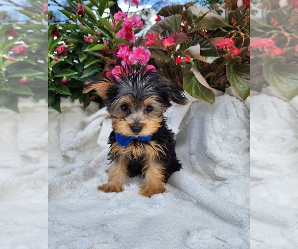 Medium Photo #3 Yorkshire Terrier Puppy For Sale in INDIANAPOLIS, IN, USA
