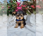 Small #2 Yorkshire Terrier