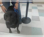 Small Rottweiler