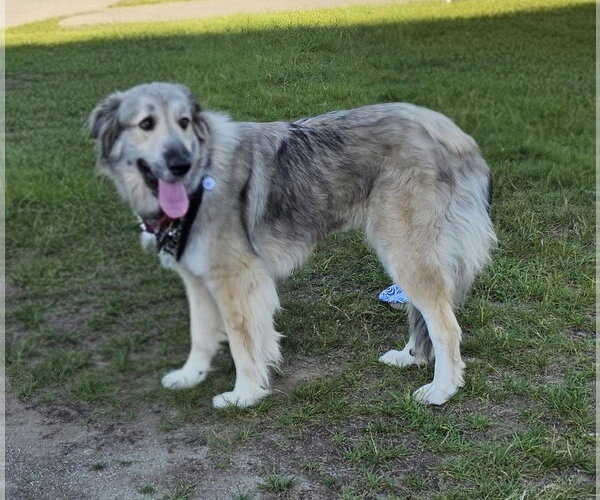 Medium Photo #2 Great Pyrenees-Unknown Mix Puppy For Sale in Croydon, NH, USA