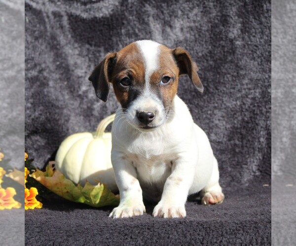Medium Photo #4 Jack Russell Terrier Puppy For Sale in LEBANON, PA, USA