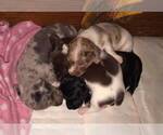 Small Photo #15 Dachshund Puppy For Sale in LAKEBAY, WA, USA
