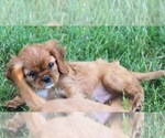 Small #3 Cavalier King Charles Spaniel