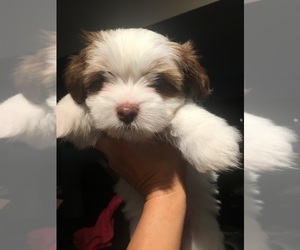 Shorkie Tzu Puppy for sale in DEARBORN HEIGHTS, MI, USA
