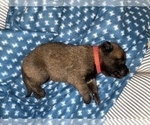 Small Photo #235 Belgian Malinois Puppy For Sale in REESEVILLE, WI, USA