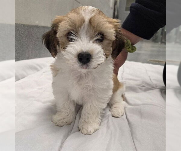 Medium Photo #1 Havanese-Unknown Mix Puppy For Sale in Waterford, VA, USA