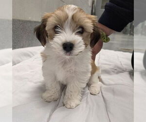 Havanese-Unknown Mix Dogs for adoption in Waterford, VA, USA