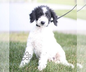 Bernedoodle (Miniature) Puppy for sale in MILLERSBURG, IN, USA