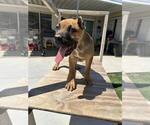 Small Photo #6 Cane Corso Puppy For Sale in HEMET, CA, USA