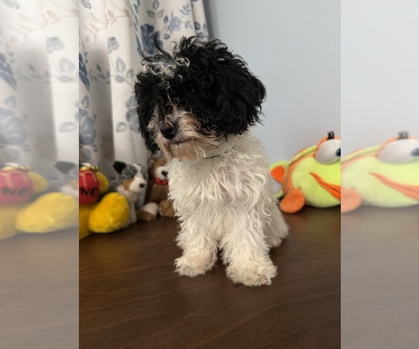 Medium Photo #11 Bichpoo Puppy For Sale in DURHAM, CT, USA