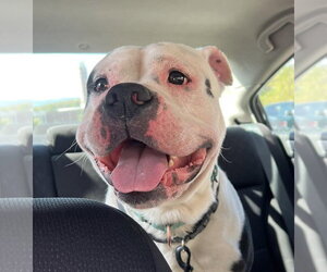 Bulldog-Unknown Mix Dogs for adoption in Rustburg, VA, USA