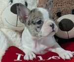 Small #1 Faux Frenchbo Bulldog