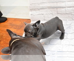 Small #5 French Bulldog