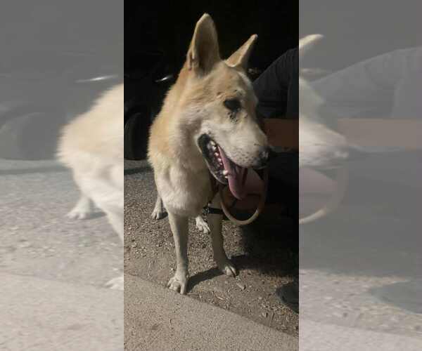 Medium Photo #1 German Shepherd Dog Puppy For Sale in Evansville, IN, USA